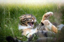 Closeup Of An Angry Cat Playing Around In Grass Outdoors