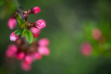 Pink Flowers On Green Background