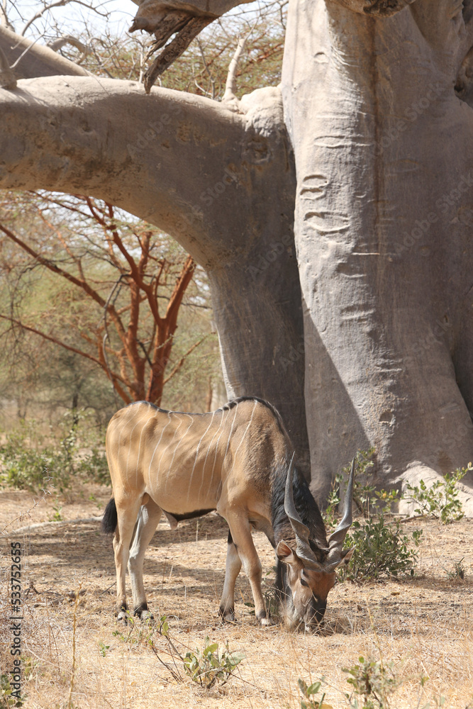 Giant eland (Taurotragus derbianus), also known as Lord Derby eland, savanna antelope in Bandia reserve, Senegal, Africa. African animal. Antelope, giant eland, taurotragus derbianus. Safari in Africa
