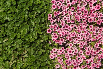 Wall Mural - Pink, purple flowers of surfinia (ampelous petunia). Summer flowers. Floral postcard with pink surfinia. Garden, seasonal gardening. Purple surfinia blossom. Pink bloom of surfinia