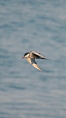 Canvas Print - Beautiful vertical shot of White-cheeked tern flying over the sea - freedom concept