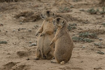 Sticker - Closeup shot of two black-tailed prairie dogs in the nature