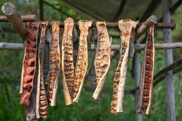 Traditional cutting and drying fish in Alaska. After scoring and seasoning, the fish are air dried on racks and then smoked.