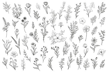 wild flower illustrations - flower vector graphics - floral illustration - vector set - wild flowers