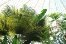Big Tropical Palm Tree Landscapes
