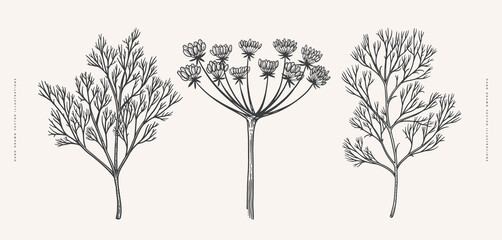 Dill sprigs and its inflorescences. Spicy plant on a light background isolated. Can be used for your design. Vintage botanical illustration in engraving style.