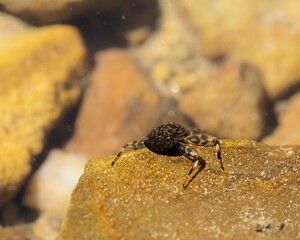 Sticker - Closeup of a beautiful crab walking on a golden rock surface under sunlight