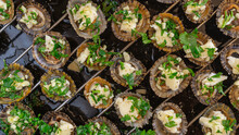 Edible Sea Water Molluscs Patella - Limpets Staffed With Garlic Parsley Butter