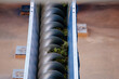 Green grapes in screw grape transportation machinery in modern winery