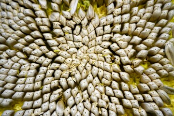 Poster - Closeup shot of an organic sunflower and seeds