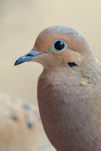 Mourning Dove Close-up