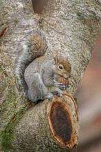 Gray Squirrel Eating A Walnut From Favorite Perch.