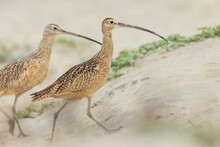 Long-billed Curlews At The Beach