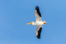 American White Pelican Flying, Clinton County, Illinois.