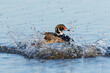 Wood duck male bathing in wetland, Marion County, Illinois.