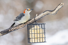 Red-bellied Woodpecker Female At Suet Basket, Marion County, Illinois.