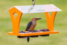 Red-bellied Woodpecker Female On Grape Jelly Feeder, Marion County, Illinois.