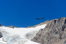 Chile, Aysen. Andean Condor.