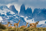Fototapeta Tulipany - Patagonia, herd of guanacos with Paine Towers in background, Torres Del Paine National Park.