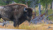 Big Bison / mile / Wildlife / Yellowstone National Park