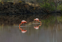 Galapagos Flamingo Or Caribbean Flamingo, Flamingo Lagoon, Punta Cormorant. Floreana Island, Galapagos Isalnds, Ecuador.