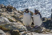 Falkland Islands, Pair Of Rockhopper Penguins Nest On Cliff, New Island