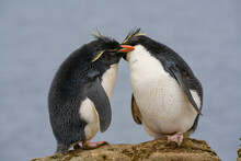Falkland Islands, Pair Of Rockhopper Penguins On New Island
