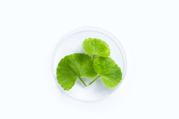 Wall Mural - Fresh leaves of gotu kola in petri dishes on white background.