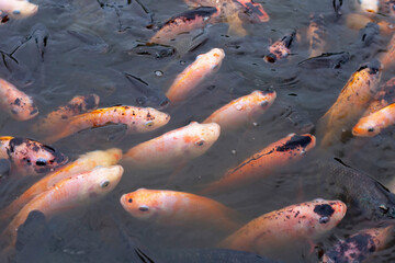 Red tilapia fish in the pond