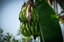 Green Bananas Near Ripening,green Banana,banana Tree