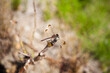© 경호 노 - it's a dragonfly A dragonfly that gently flaps its wings in a quiet field and sits down gently. The dragonfly is resting. A macro shot of a dragonfly.