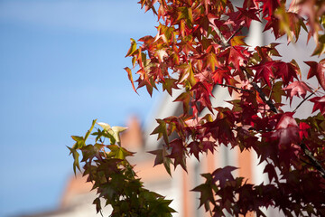 Wall Mural - Close up of red orange yellow autumn tree leaves, seasonal change