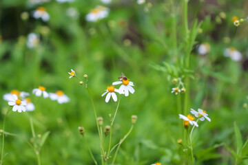 White back jack flower field with yellow pollen and bee drinking nectar on green garden background