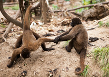 Two Brown Monkeys Playinb Tug Of War, Staring Out, Posing, Tail
