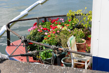 Beautiful Garden Of Potted Plants And Pretty Colourful Flowers On A Red Houseboat On River 
