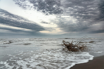 Poster - An old snag is washed by waves on shore