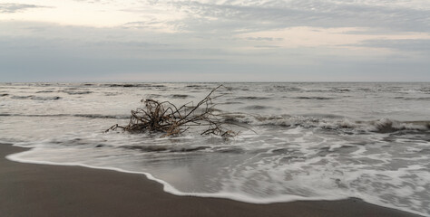 Poster - An old snag is washed by waves on shore