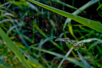grasshopper trapped in spider web
