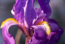 Beautiful Purple Iris Croatica With Yellow Hairs In Dappled Sunlight