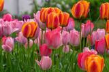 Fototapeta Tulipany - Amazing garden field with tulips of various bright rainbow color petals, beautiful bouquet of colors in daylight