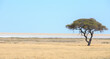 Solitary Acacia Tree stands alone on the edge of the Etosha Pan, Namibia