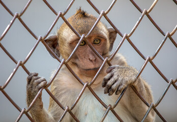 Poster - Portrait of a monkey in a zoo cage.