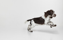 Portrait Of Purebred English Springer Spaniel Dog Running Isolated Over Grey Background. Playful Active Doggy