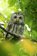 The tawny owl in the tree looking at the viewer