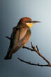 The bee eater on the branch in sunset light