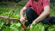 © Marco - Young man cultivating soil at organic small farm. Person using agriculture equipment farming