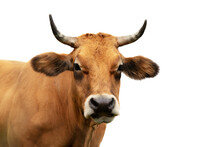 Portrait Of A Cow Looking Frontally With Transparent Background
