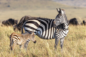 Wall Mural - Plains, or common zebra, equus quagga, in the grasslands of the Masai Mara, Kenya. Mother and newborn foal with a wildebeest herd behind