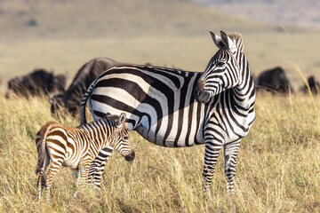 Canvas Print - Plains, or common zebra, equus quagga, in the grasslands of the Masai Mara, Kenya. Mother and newborn foal with a wildebeest herd behind