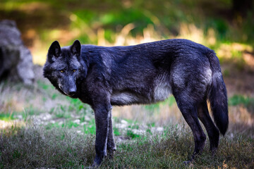 Leinwandbilder - Portrait of a black wolf or timberwolf in the forest